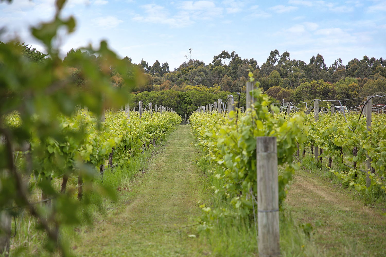 [Land for Sale] River View Estate, Winchelsea OpenLot